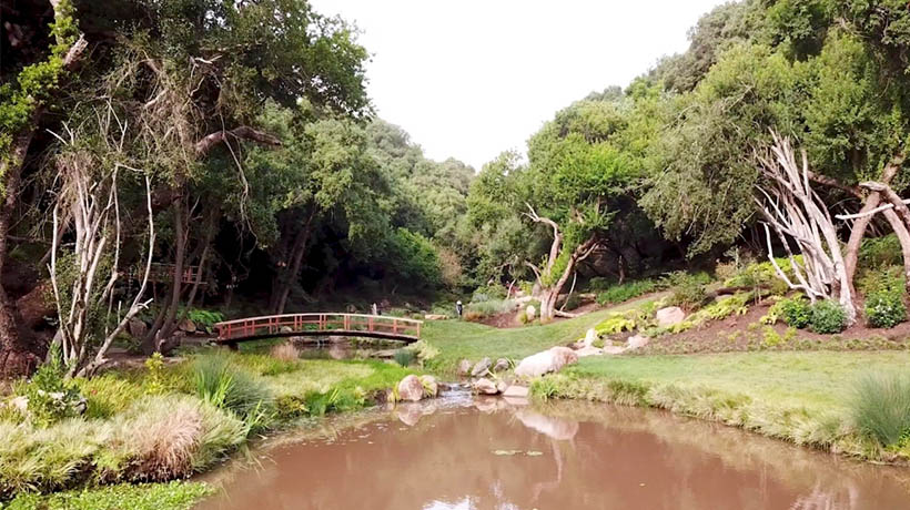 Bosque esclerófilo de Parque Tricao: una rareza sureña en el Litoral Central