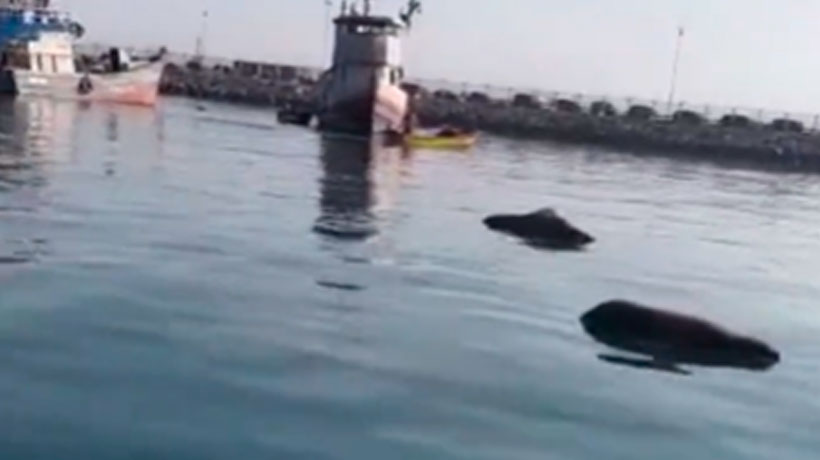 Preocupación por video de pescador que muestra muerte de lobos marinos en costas de Arica: Más de 800 ejemplares han fallecido hasta la fecha