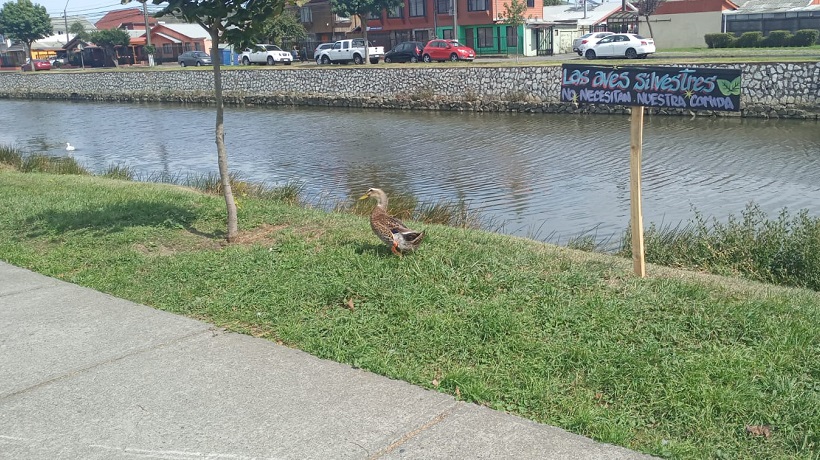Instalaron un letrero pidiendo a vecinos no alimentar a las aves silvestres en el canal Ifarle Instalaron un letrero pidiendo a vecinos no alimentar a las aves silvestres en el canal Ifarle