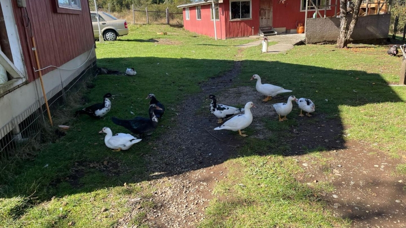 Descartan riesgos en consumo de carnes blancas y huevos por caso de gripe aviar en Puerto Montt