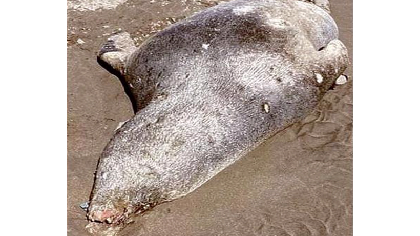 Alerta por hallazgo de lobos marinos y patos yecos muertos en la Provincia de San Antonio: se teme que sea producto de la gripe aviar Alerta por hallazgo de lobos marinos y patos yecos muertos en la Provincia de San Antonio: se teme que sea producto de la gripe aviar