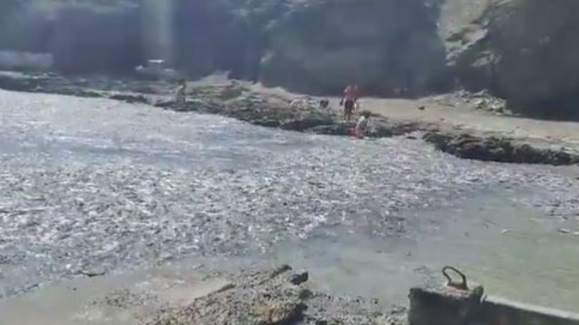 Doctor en oceanografía por cardumen en orilla de playa Juan López: “No hay que alarmarse, no es algo dramático” Doctor en oceanografía por cardumen en orilla de playa Juan López: “No hay que alarmarse, no es algo dramático”
