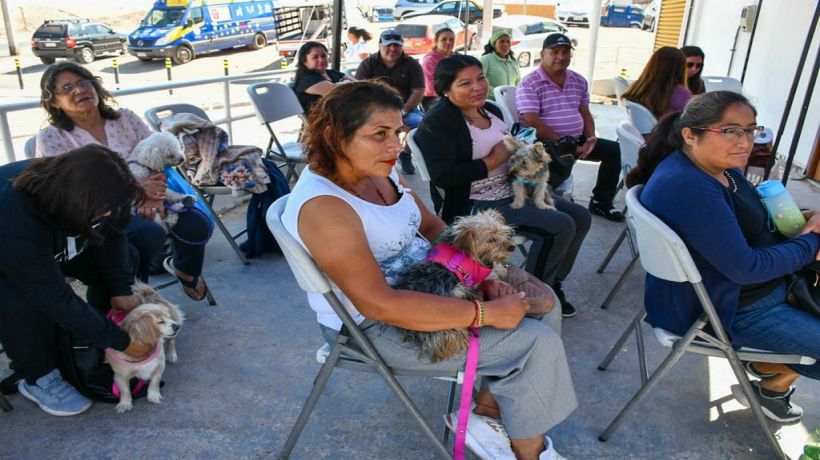 Inician operativo de esterilización de mascotas en Alto Hospicio