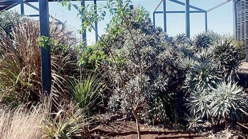 Parque Tricao dona árboles nativos al Santuario Humedal Río Maipo