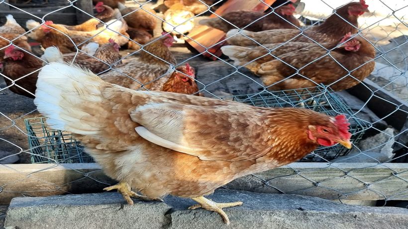 Tarapacá: llaman a dueños de aves a inscribirse en el SAG ante la emergencia por influenza aviar