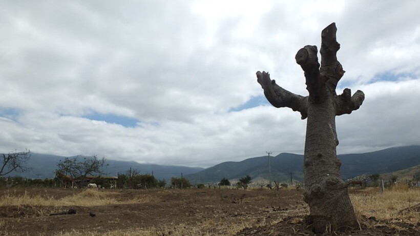 Solicitan decretar Estado de Emergencia Agrícola en Los Ríos