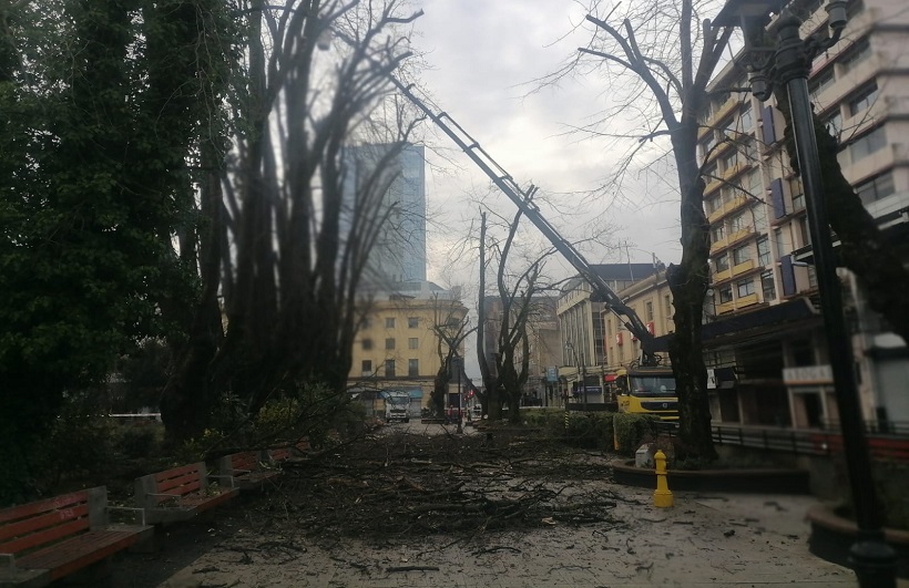 Operarios municipales realizan trabajos de poda en la plaza de Armas de Temuco Operarios municipales realizan trabajos de poda en la plaza de Armas de Temuco