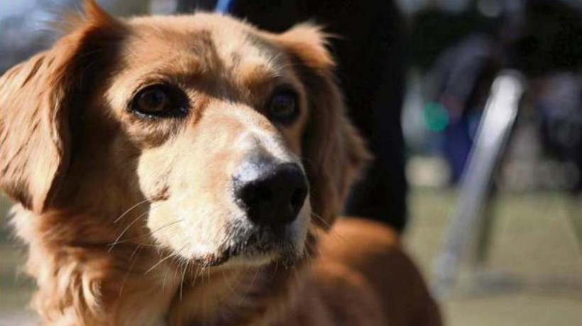 Ñuble: Subdere ha invertido $58 millones en esterilización de mascotas