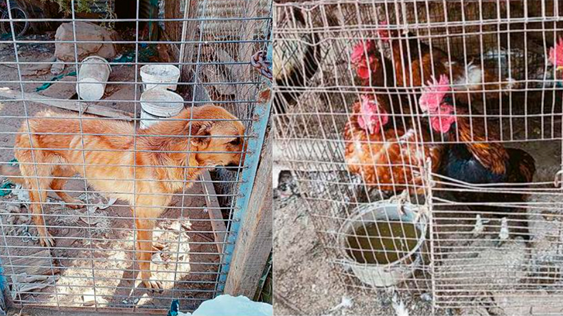 Presentan querella por maltrato animal en Quilpué: víctimas hacinadas y desnutridas Presentan querella por maltrato animal en Quilpué: víctimas hacinadas y desnutridas