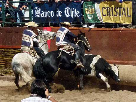 Penquistas ganaron la serie caballos en el Campeonato Nacional de Rodeo ...