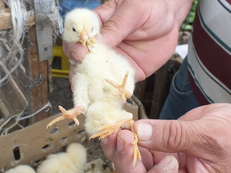 Pollo con cuatro patas sorprende en el mercado de Chillán