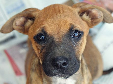 Vecinos De San Pedro De La Paz Podran Esterilizar A Sus Mascotas Gratis Este Fin De Semana Soychile Cl