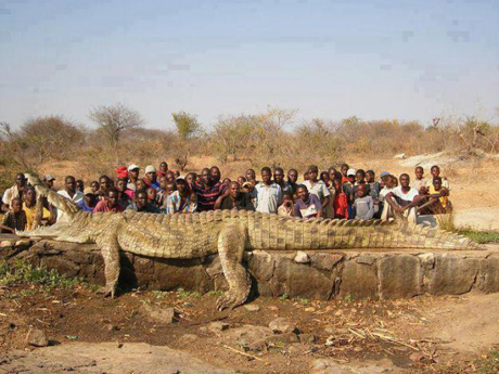 Capturaron un cocodrilo gigante en Sudáfrica, mayor aún que el de Filipinas