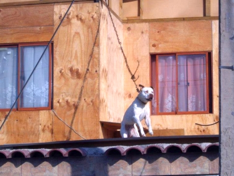 Preocupación por caso de perro encadenado a un techo en Arica | soychile.cl