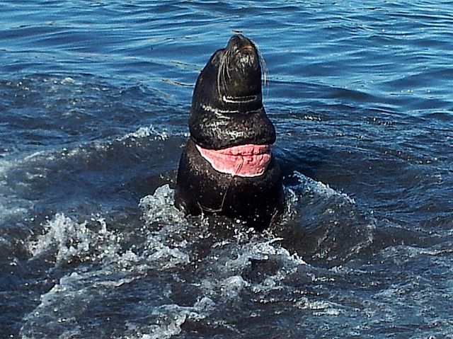 Coronel: distintos entes irán en auxilio de lobo marino herido en Caleta Lo  Rojas