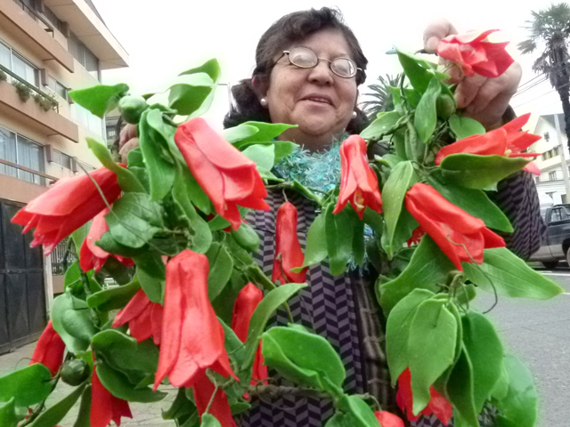 Una artesana osornina con discapacidad visual crea réplicas de copihues  rojos para Fiestas Patrias