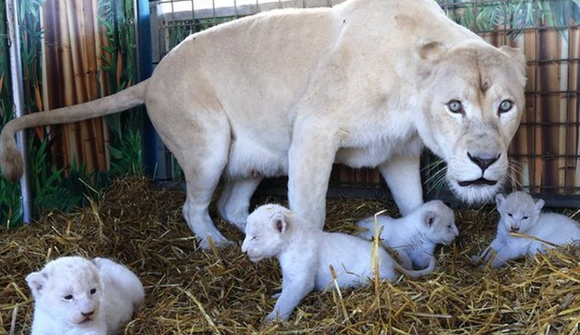 Son preciosos!: nacen 4 leones blancos en un circo alemán