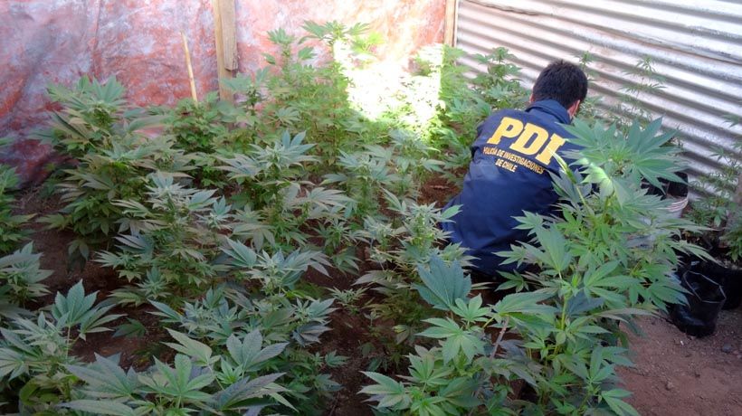 el tiempo en quirihue