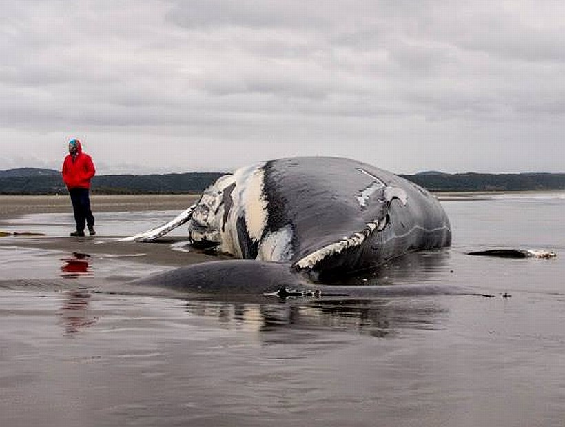 el tiempo en chonchi