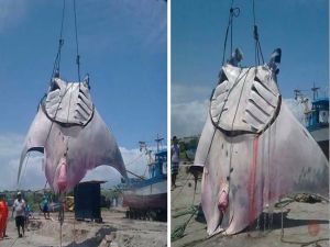 Capturan una enorme mantarraya de 1.000 kilos y 12 metros en Perú