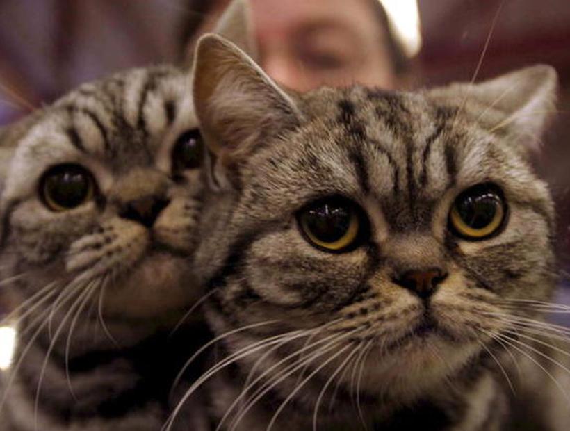 Sonidos Que Le Gustan A Los Gatos