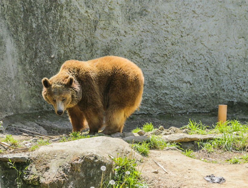 Zoológico de Quilpué abre sus puertas al público con LucaZoo soychile.cl