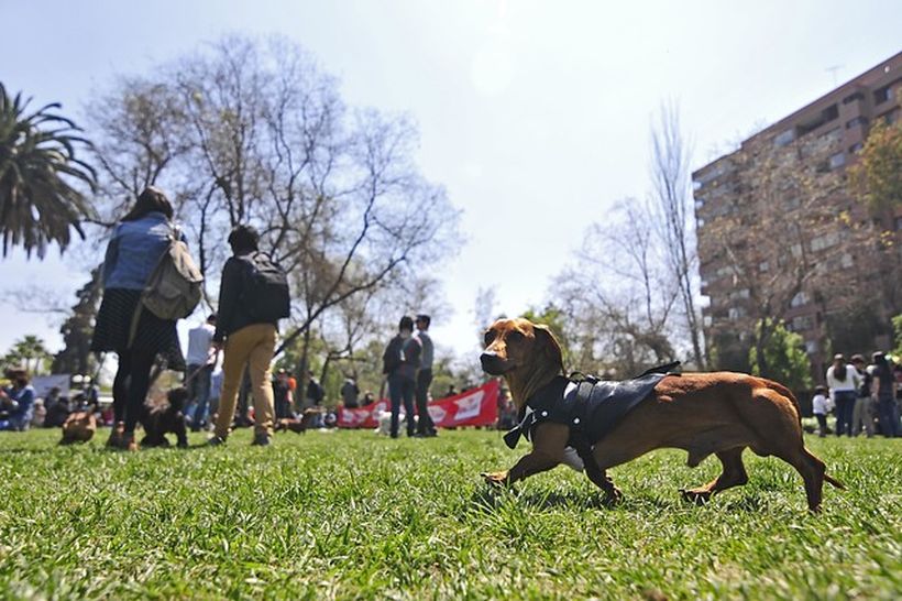 Tu Entrena Y Que Ladren Los Perros