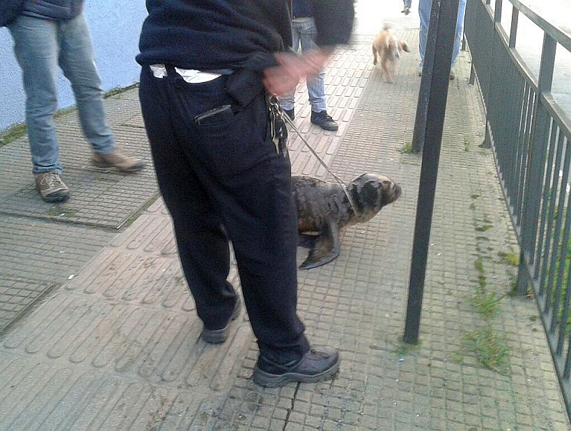 Lobito de mar llegó hasta las puertas de un colegio de ...