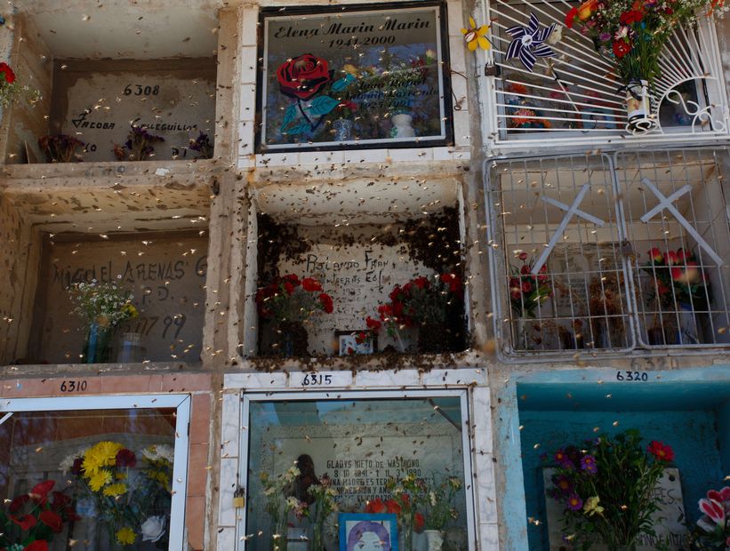 Un grupo de abejas vive en un nicho del Cementerio Municipal de Copiapó