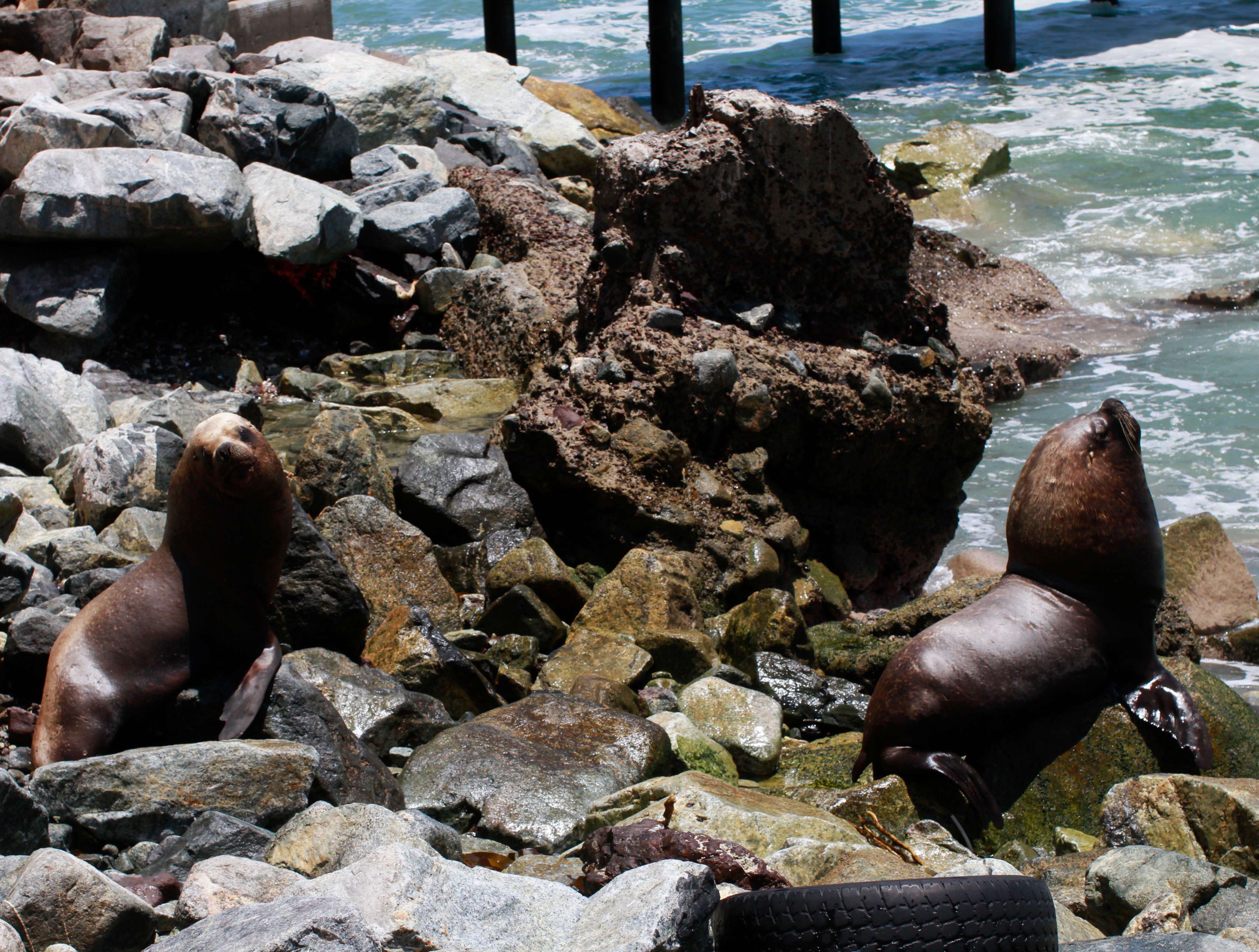 Pescadores de Antofagasta denunciaron ataques de lobos marinos y aseguraron  que 6 colegas terminaron heridos