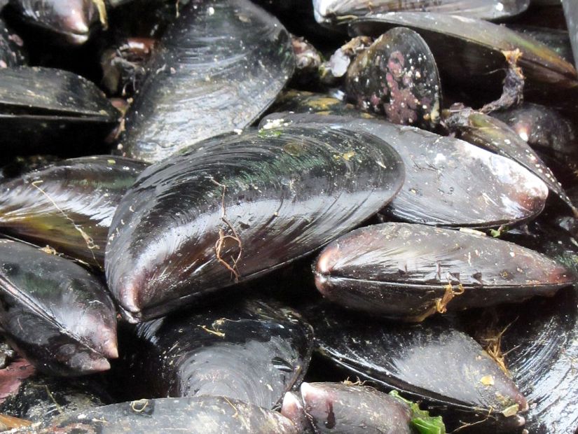 Levantaron prohibición de comer mariscos de zona al sur de Arica