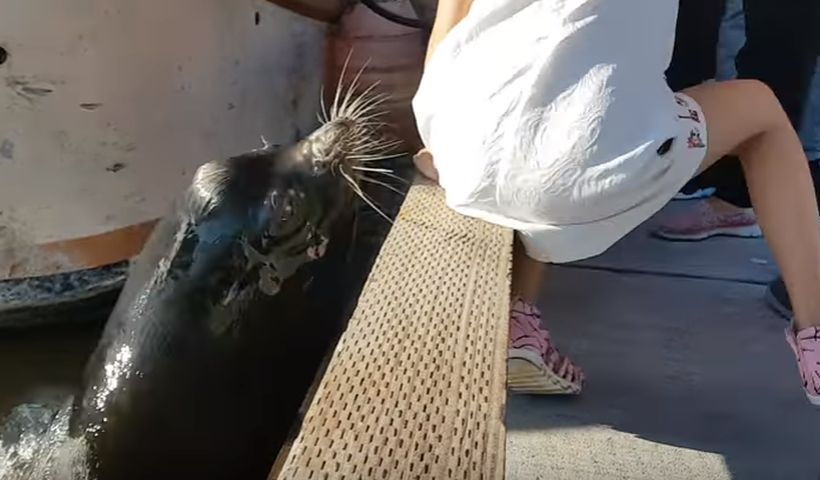 El angustiante video donde un lobo marino se lleva a una niña bajo el agua