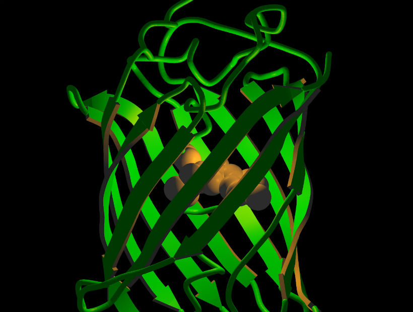 Martin Chalfie, Nobel de Química 2008 “Hacer la conexión entre