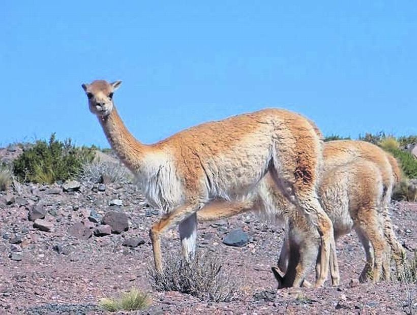 20 Especies De Flora Y Fauna Estan A Punto De Desaparecer En