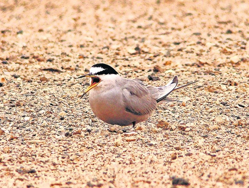 20 Especies De Flora Y Fauna Estan A Punto De Desaparecer En