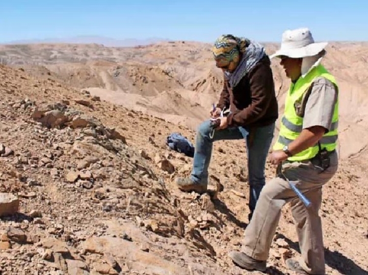 Encontraron Fosiles De Tres Reptiles Marinos Al Oeste De Calama