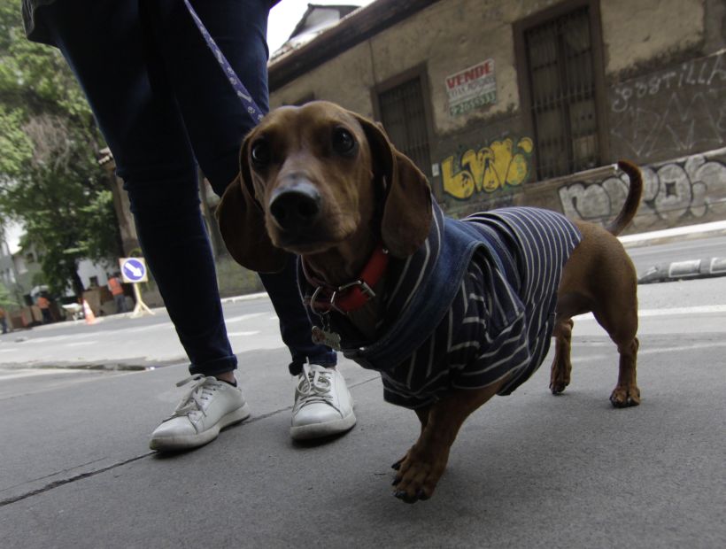 Proyecto busca poner fin a prohibición de mascotas en condominios y edificios