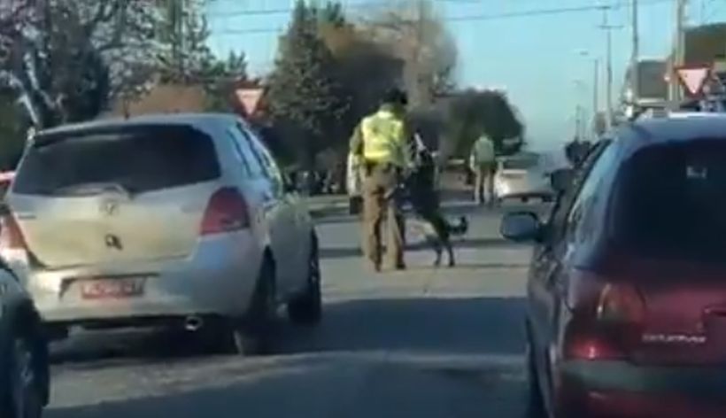 [VIDEO] Perrito se hizo viral por interrumpir a carabinero que dirigía el tránsito en Punta Arenas