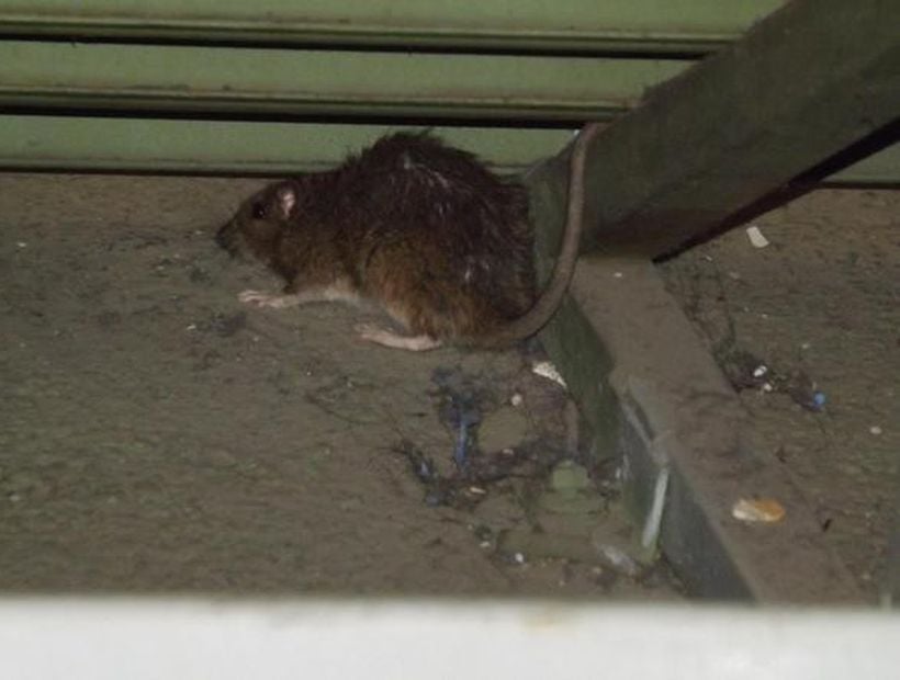 Cambio climático aumentará el número de ratas en las ciudades