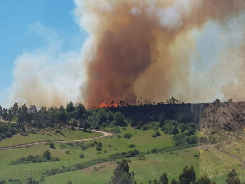 Onemi declaró alerta roja en Litueche por incendio forestal