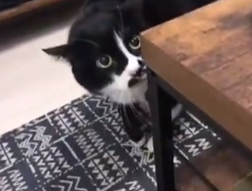 [VIDEO] Gato que emite extraños sonidos en Rusia se volvió un viral