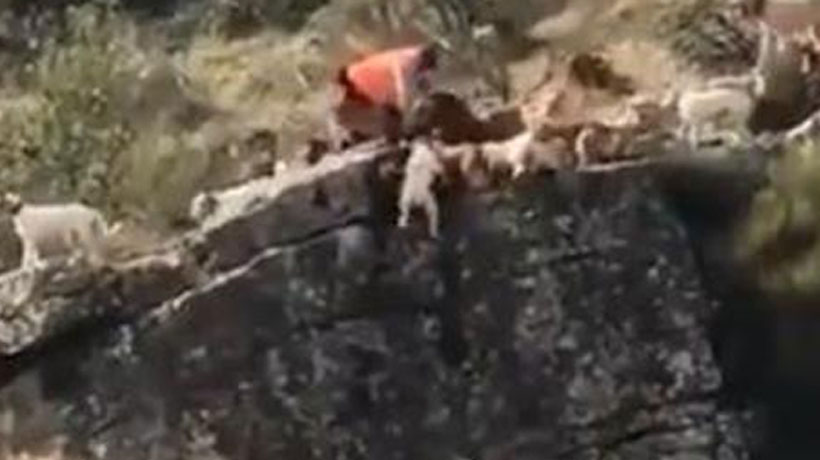 Polémica en España por cacería que culminó con 12 perros y un ciervo cayendo por un barranco