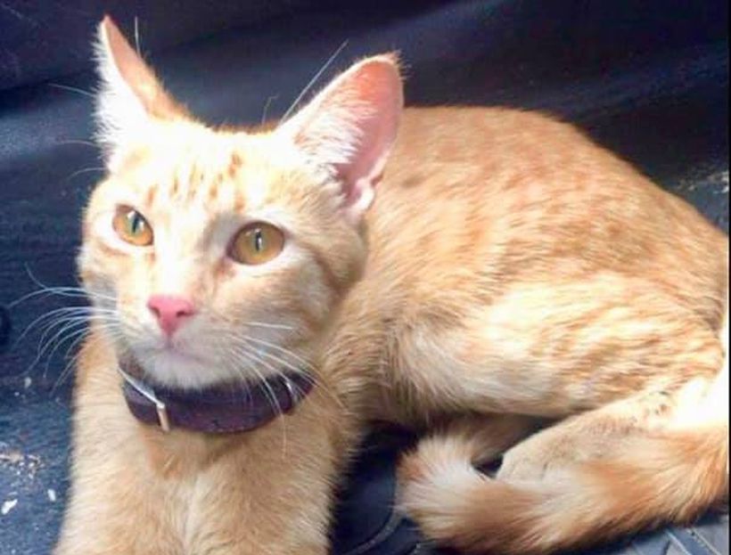 Encontraron a gata extraviada hace más de un mes desde el Aeropuerto de Santiago