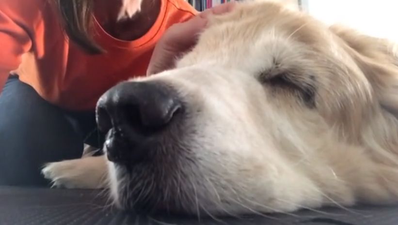 [VIDEO] Doloroso adiós: Le cantó al oído a su perro hasta su muerte