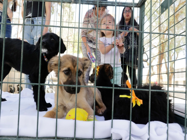 Refugios rechazan entregar animales en época navideña