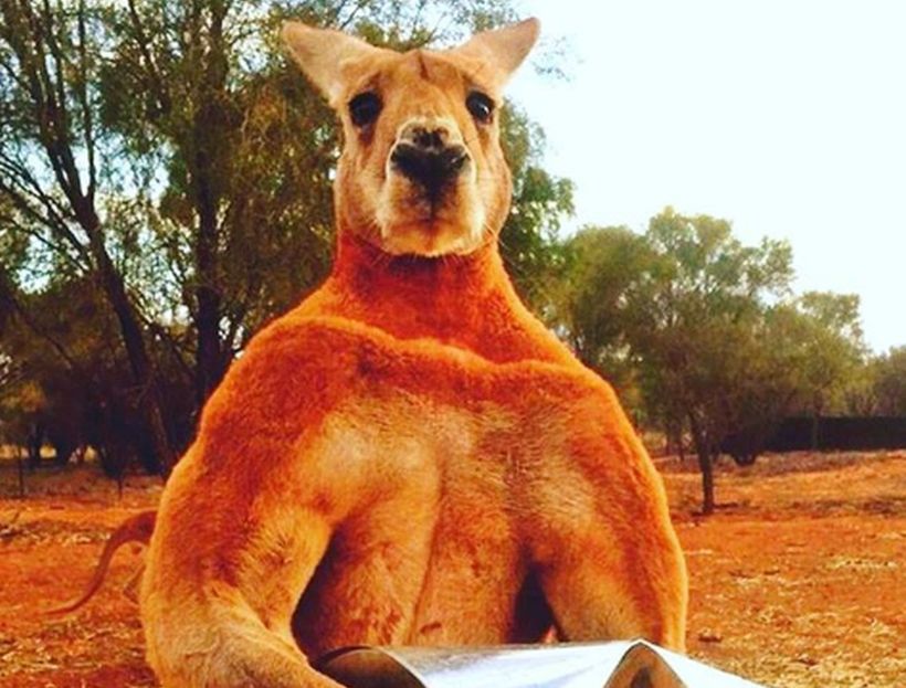 Murió Roger, el canguro musculoso de Australia