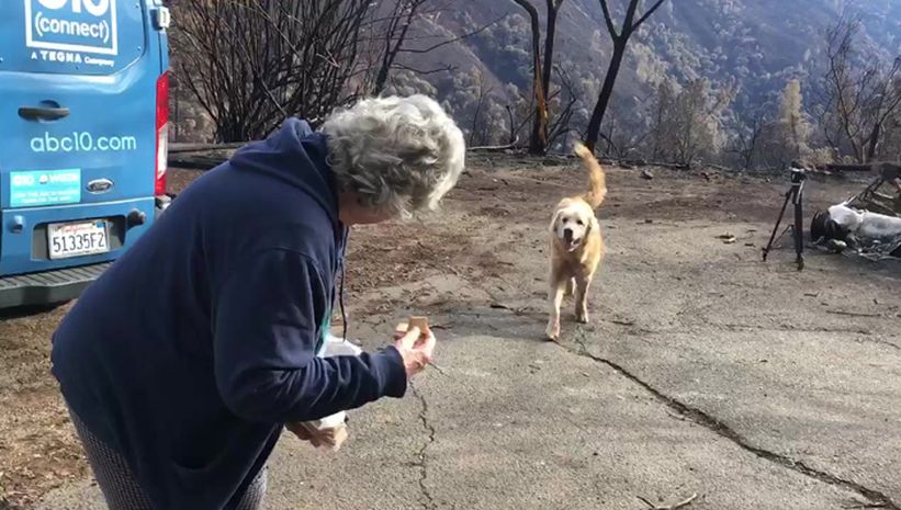 Perro sobrevivió a los incendios de California y cuidó la casa de su dueña durante un mes