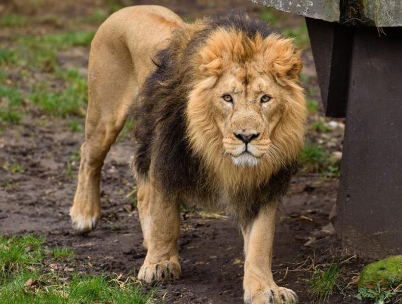 León mató a joven funcionara de un zoológico tras escapar de su zona