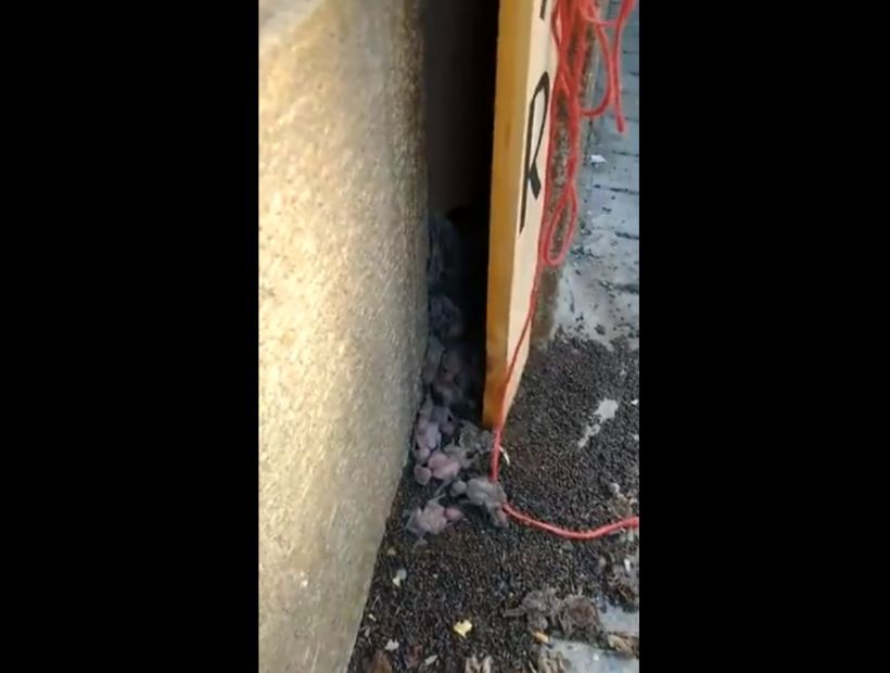 [VIDEO] Conmoción provocó descubrimiento de nido de murciélagos en el centro de Santiago