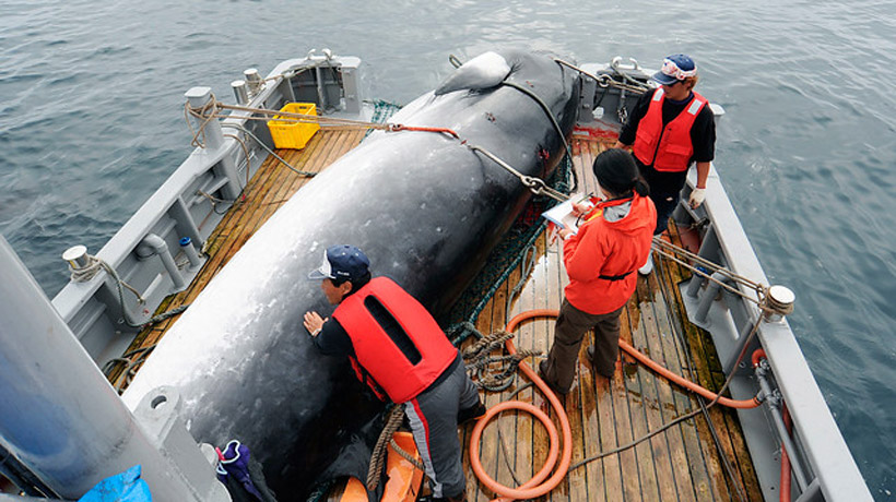 Estos son los argumentos de por qué Japón volverá a la caza de ballenas